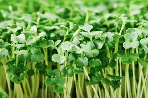 Microgreen broccoli close-up