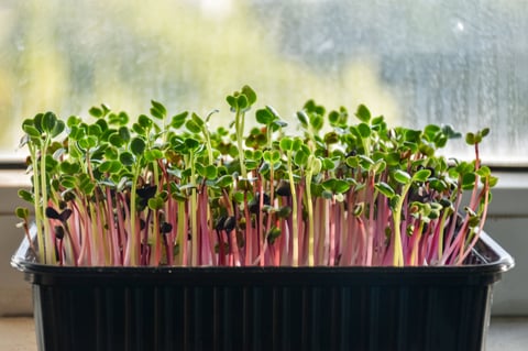 Organic red radish microgreens