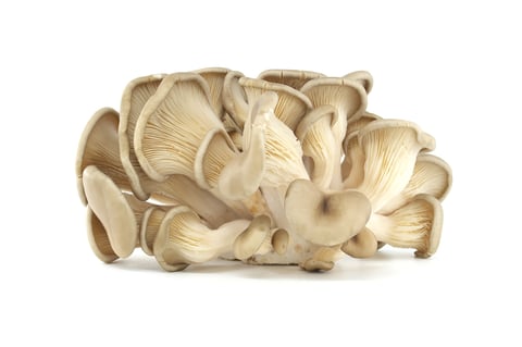 Fresh oyster mushrooms cluster on white background
