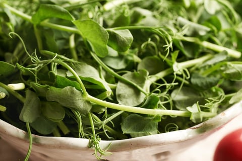 Fresh pea shoots in white bowl