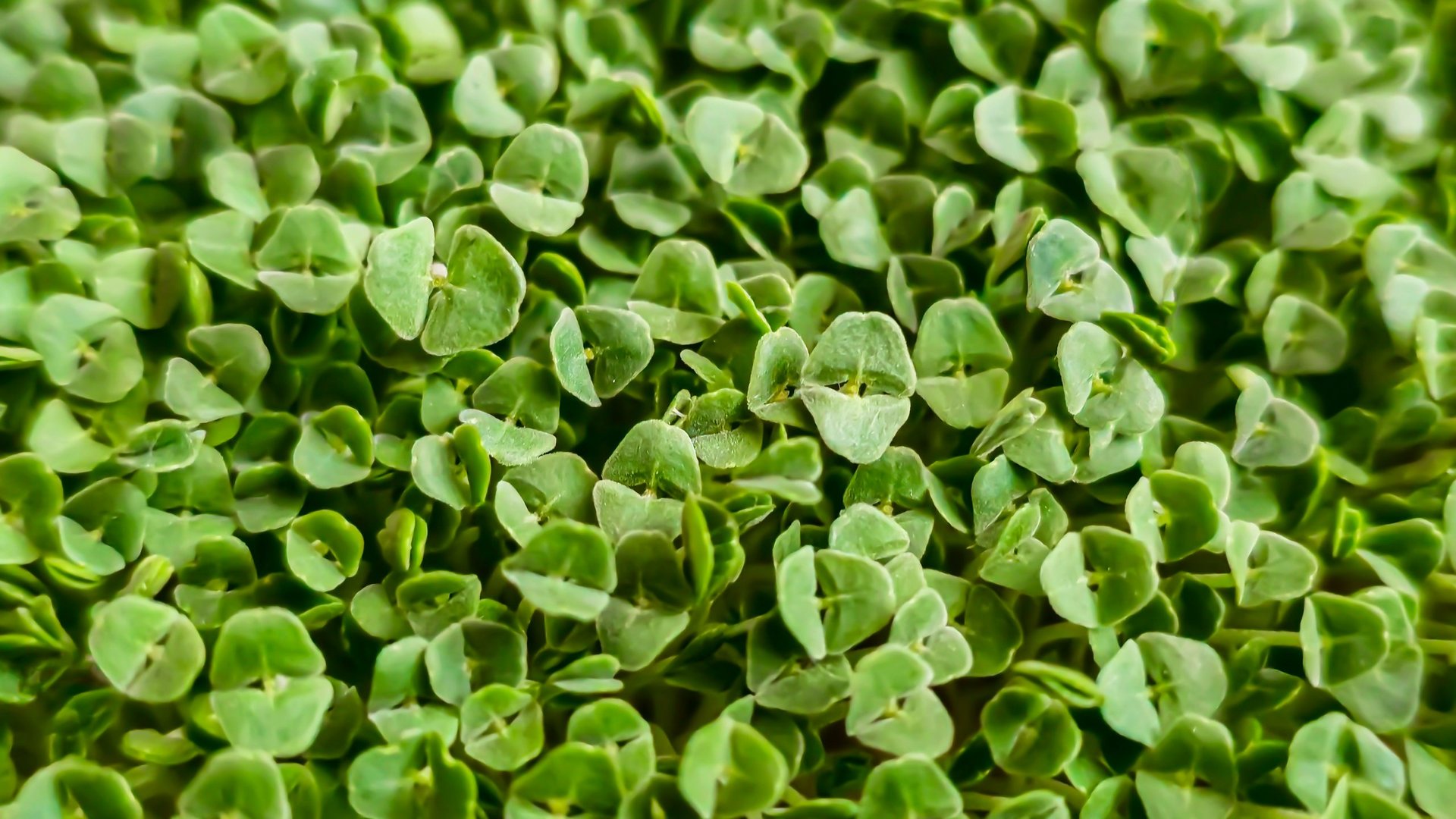 Microgreens growing at home