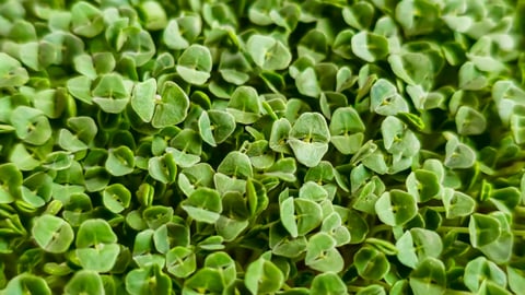 Microgreens growing chia sprouts in soil
