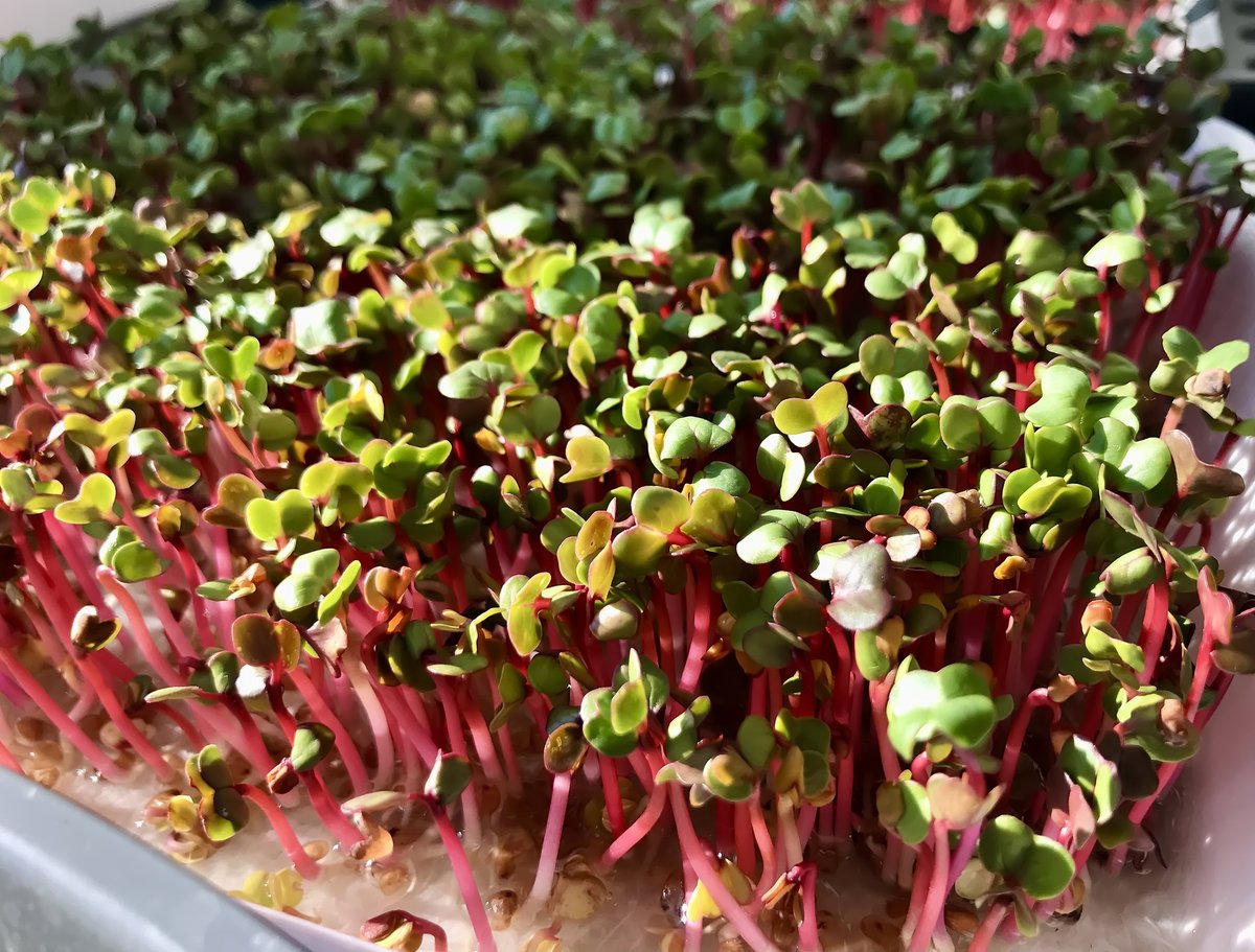 Fresh green sprouts of red radish, microgreens
