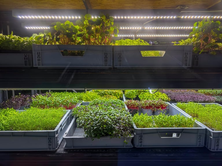 Microgreens growing under LED lights