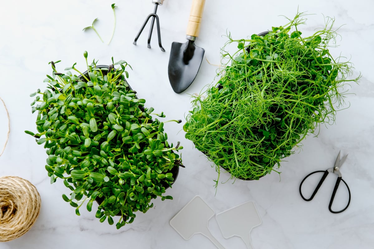 Fresh microgreens with gardening tools